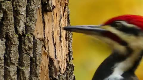 Woodpecker eating