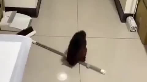 Squirrel knocks broom down then pretends to be a victim