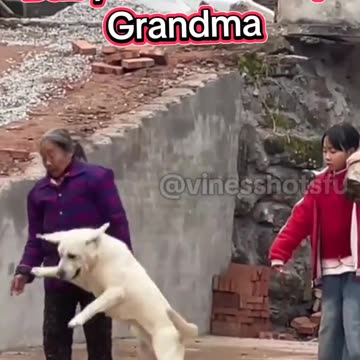 SMART DOG AND CUTE PUPPIES 🐶✨