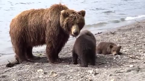 animals