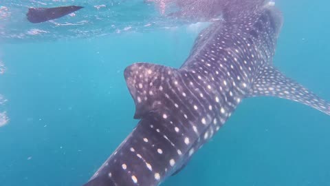 Close Encounter With a Whale Shark