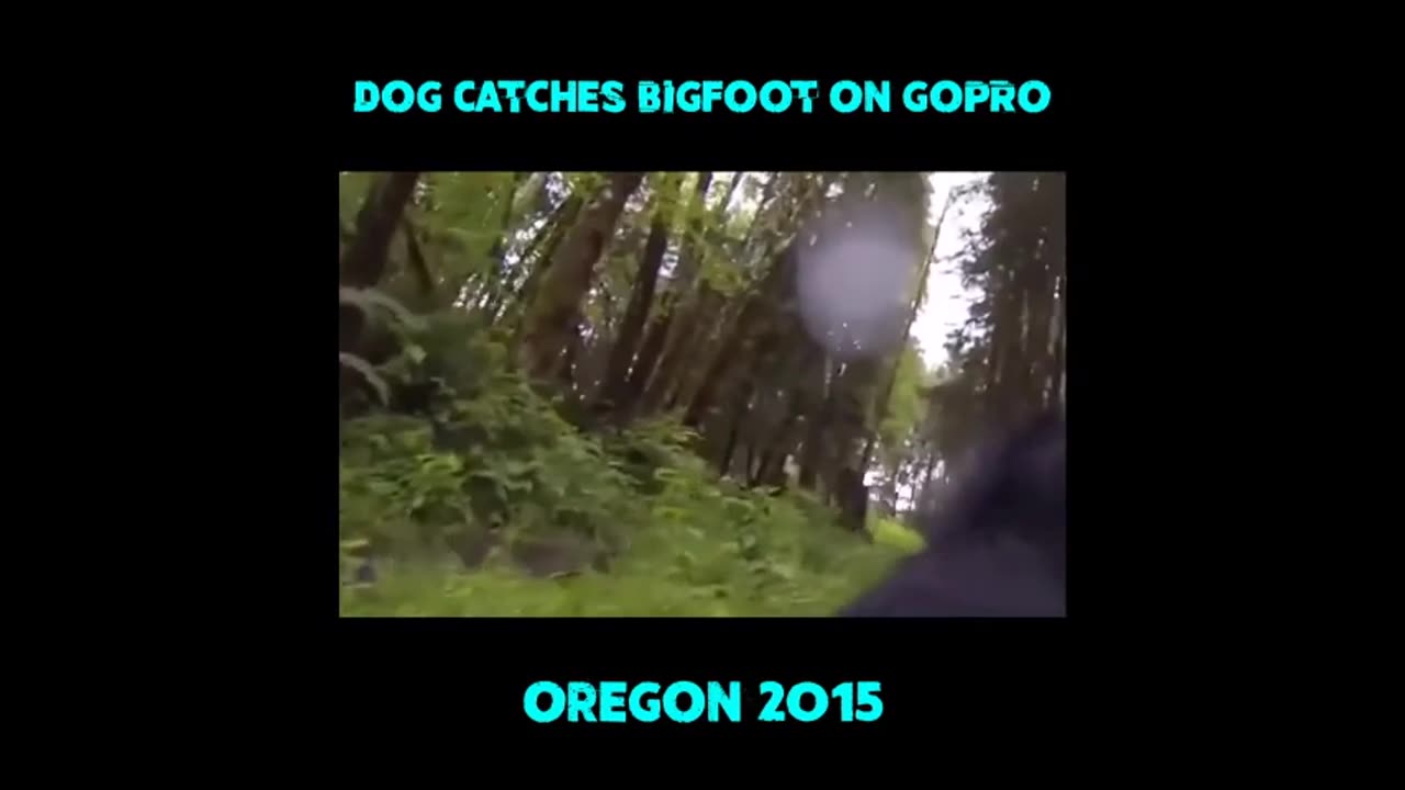 On pense que cette créature est le Michigan Dogman