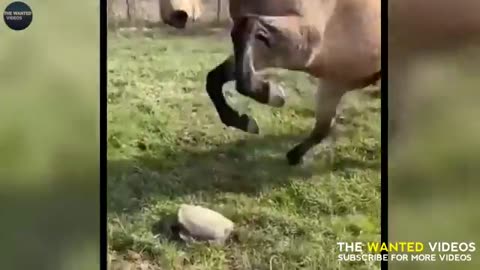 funny animal falldown