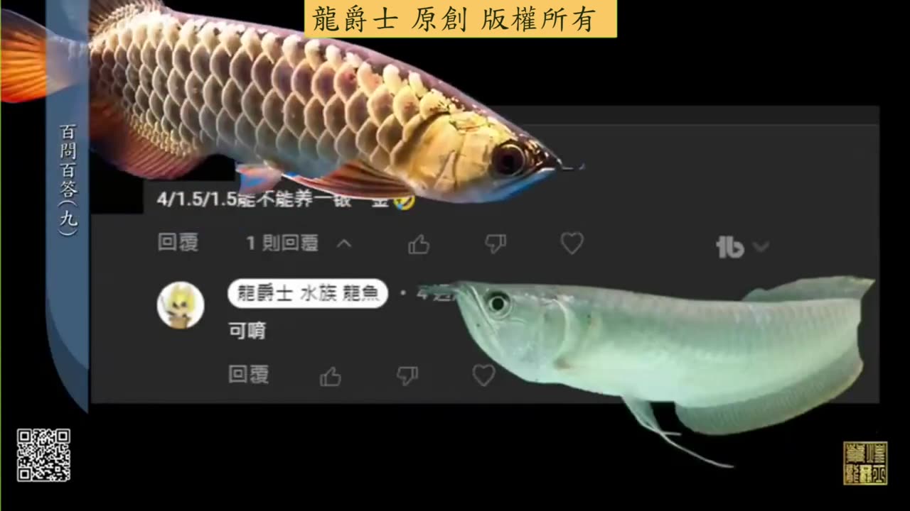 【龍爵士】千問千答 Q88 4、1 5、1 5的魚缸可不可以養一銀一金