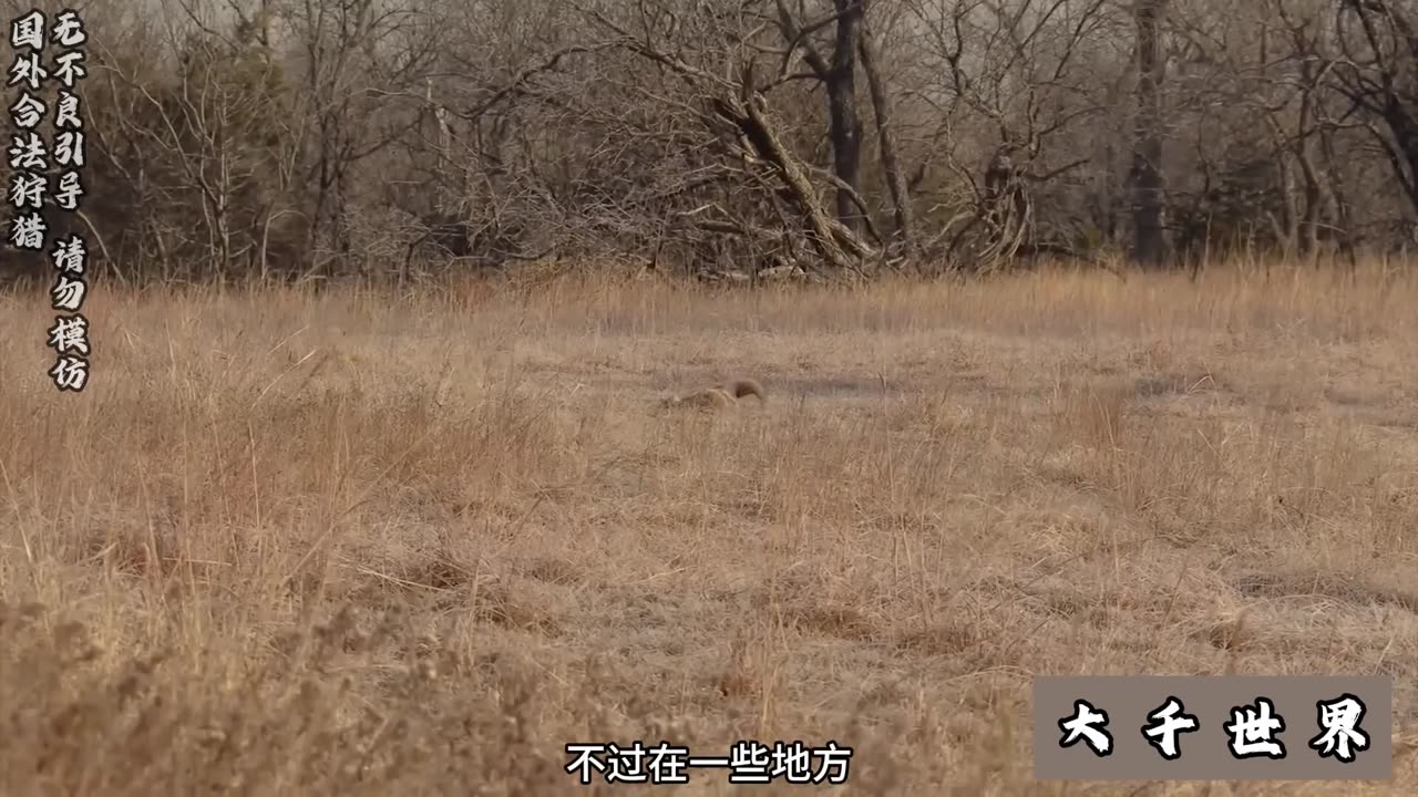 Controlling the wolf population in China.