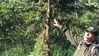 Bear Safety on the Brooks Falls Trail