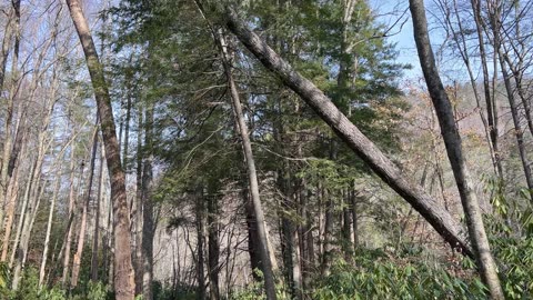 Appalachian Trail at Dennis Cove - Hampton Tennessee - Trail Training a Rescue Dog