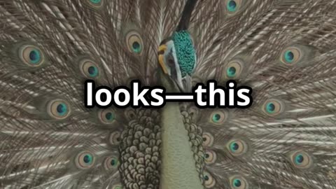 🕺💃🕷️ The Peacock Spider Maratus volans – Nature's Tiny Dancing Superstar! 🌈🕷️