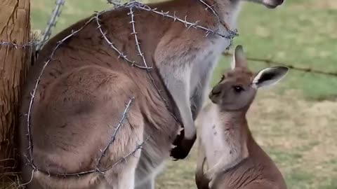 Smart baby nephew kangaroo