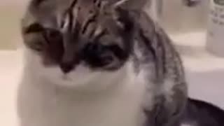😹 This Cat's Bathroom Antics are HILARIOUS! | FunFM