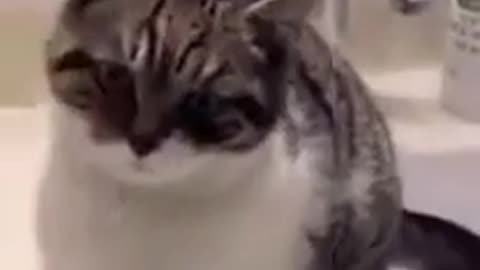 😹 This Cat's Bathroom Antics are HILARIOUS! | FunFM