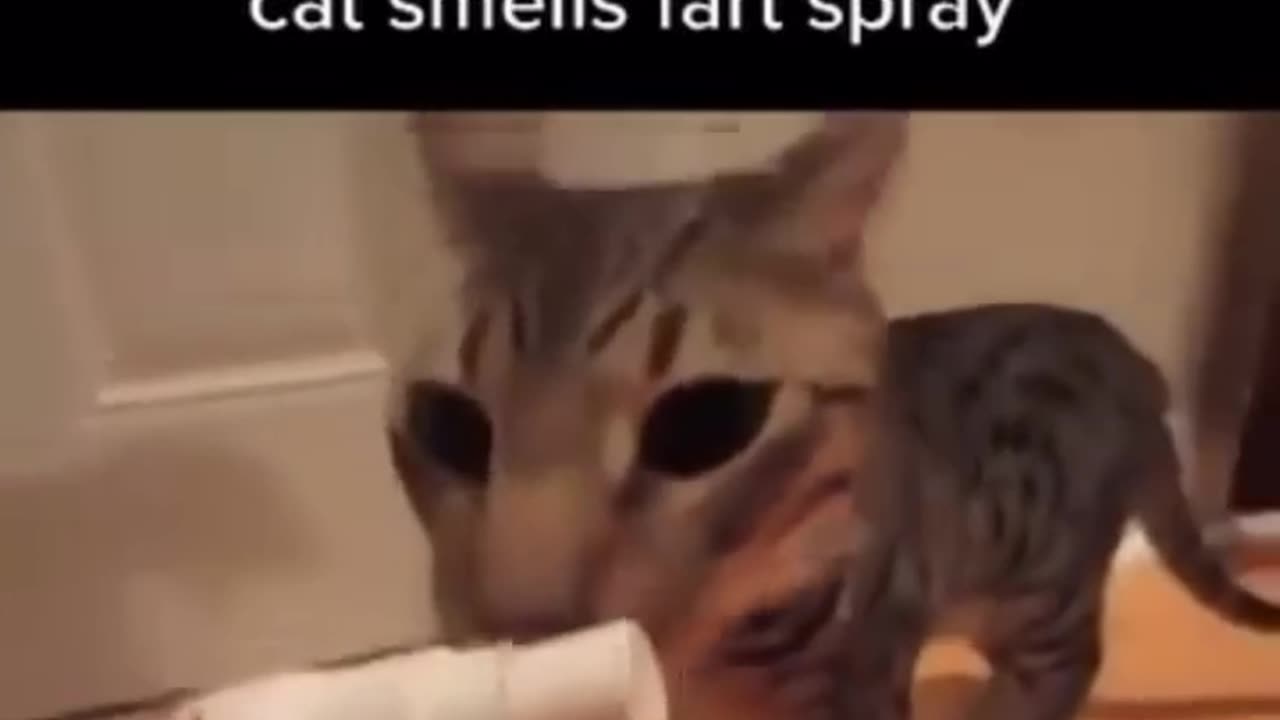 Cat looks traumatized ☠️