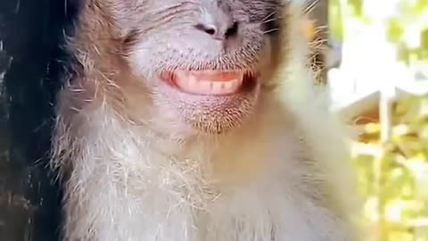 Monkey funny video 🐒🐒