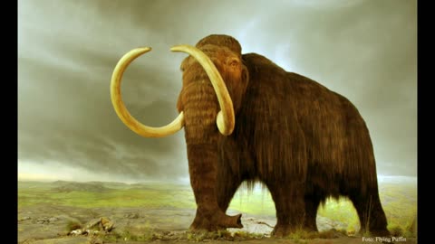 Dimitri vegas, MOGUAI & Like Mike vs Jimmy Clash & Vanto ft. Oumnia - Mammoth under Golden Skies