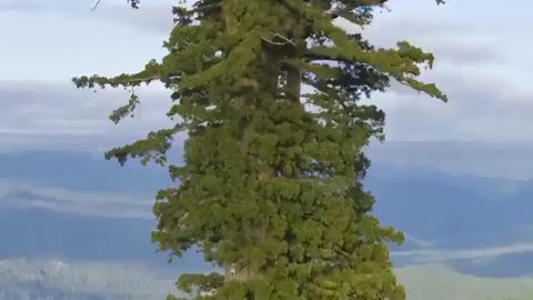 🤯✨ Discover the Tallest Tree on Earth! | FeedMyCuriosity