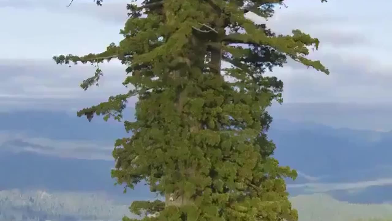 🤯✨ Discover the Tallest Tree on Earth! | FeedMyCuriosity