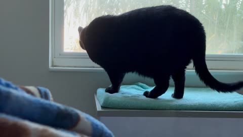 Cute Precious Piper Finds a Bug in Her Spa - My Adopted Shelter Cat Vlog