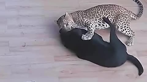 The dog was rescued by its owner from the leopard.