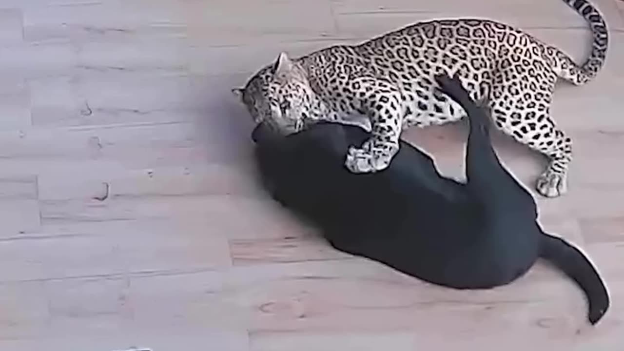 The dog was rescued by its owner from the leopard.