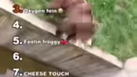 funny animal clips