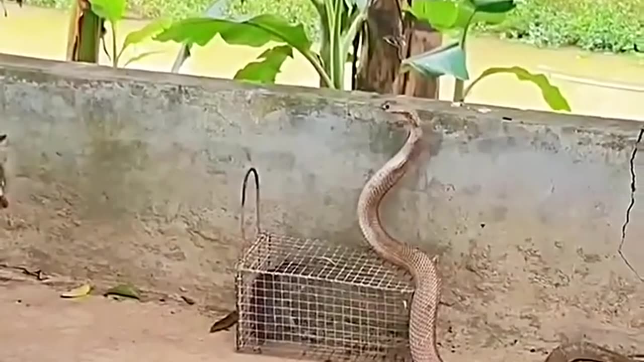 Cobra Can’t Touch This Cat