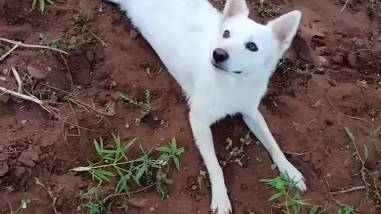 Funny Dog video