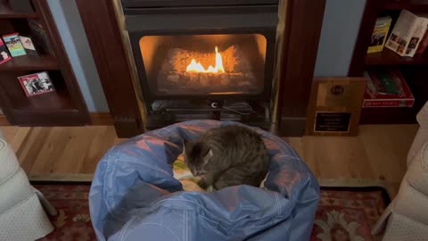 January 21, 2024 - Someone (My Cat) Might Be Spoiled