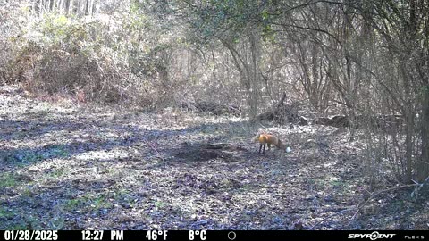 Red Fox Trapping in Tennessee!