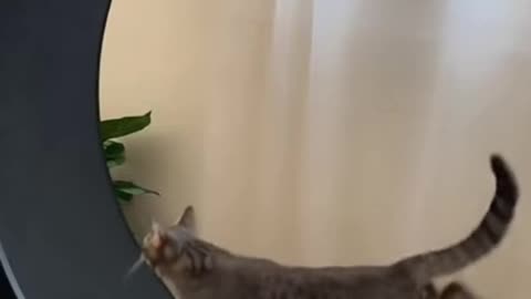 🐾 Fast & Furious Feline! 🐱💨 Cat Runs on Wheel Like a Pro
