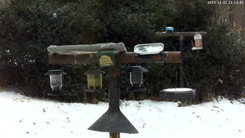 Bird Feeder in Western Maryland USA