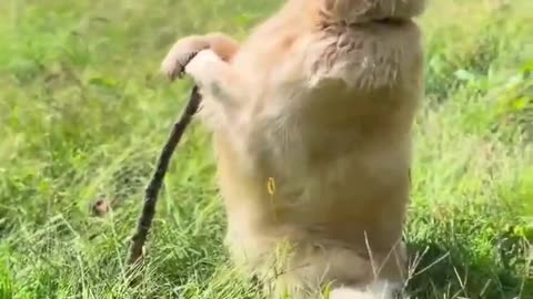 Gandalf the Golden.. 😅