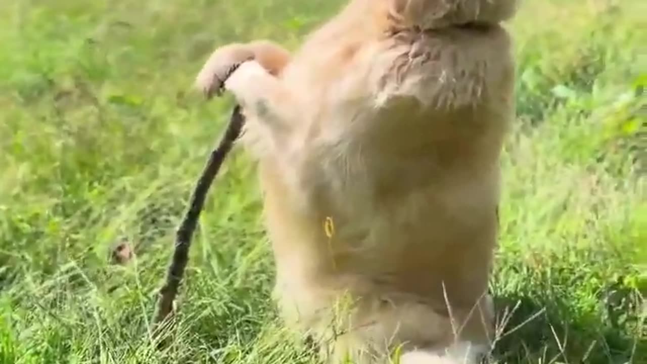 Gandalf the Golden.. 😅