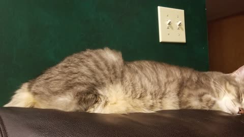 "The Ginger shall be loved. It is mandatory." #SparklegleamFarm #Cory #TheGinger #farm #cat