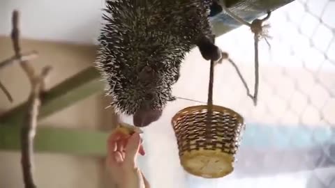 THIS IS A PREHENSILE PORCUPINE FROM BRAZIL-DID U KNOW WHAT A PORCUPINE CAN SOUND LIKE?