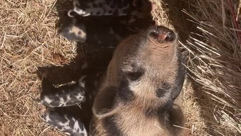 Baby pigs are so cute. cartercountrymeats.com
