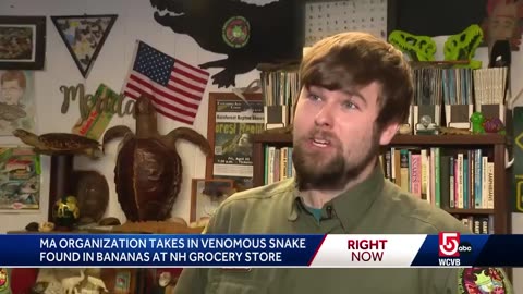 Snake found in New Hampshire grocery store taken in by Massachusetts reptile organization