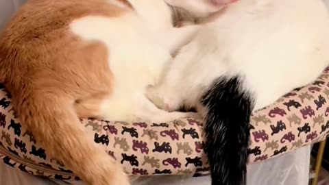 Tucker and Ringo
