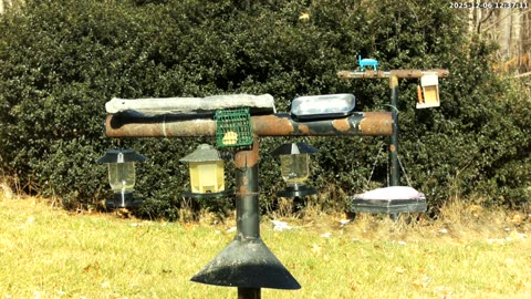 Bird Feeder in Western Maryland USA