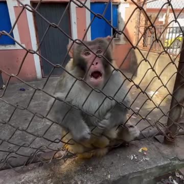 The Great Bread Heist: A Monkey's Surprise