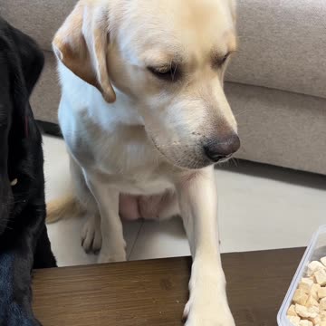 Dog Funny Video 2024 skc.com 6