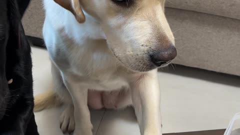 Dog Funny Video 2024 skc.com 6
