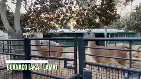 zoo