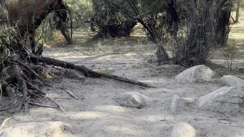 Hiker Visited By Wild Mustangs