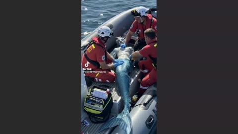 Commentary Series part 1 Merman