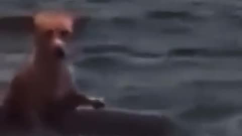 😍Dolphin saved the Dog from the Sea