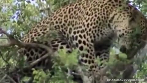 Extreme fight Leopard vs Eagle to save her baby