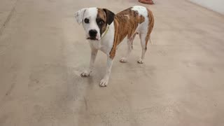 Warbler 2y A881067@TRN, from kennel 226 harrys haven PACC shelter very shy girl but warms20251012697