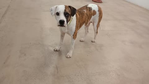Warbler 2y A881067@TRN, from kennel 226 harrys haven PACC shelter very shy girl but warms20251012697