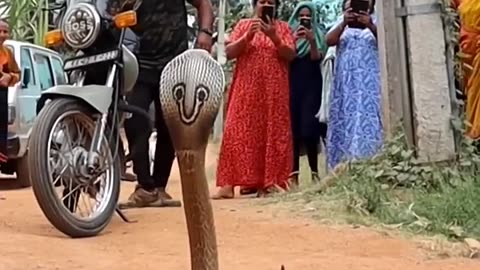 spectacle Cobra rescue time