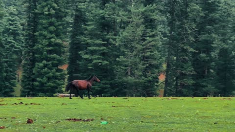 Zaniskari Pony in India